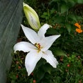 Stargazer Lily with Bud