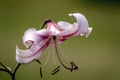 Stargazer Lily: Closeup