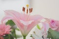 Stargazer Lily Flower close up