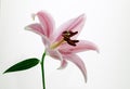 Stargazer Lily flower isolated on a white background
