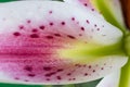 Stargazer Lily Flower Petal Royalty Free Stock Photo