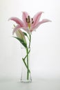 Stargazer Lily flower in vase isolated on a white background