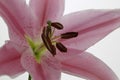 Stargazer Lily flower in vase isolated on a white background