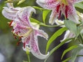 Stargazer lily on garden background Royalty Free Stock Photo