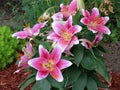 Stargazer lily plant growing outdoors