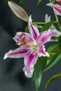 Stargazer lily in studio Royalty Free Stock Photo