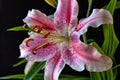 Stargazer lily in studio setting Royalty Free Stock Photo
