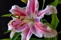 Stargazer lily in studio setting Royalty Free Stock Photo