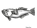 Stargazer New Zealand Fish Cartoon Retro Drawing