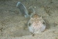 Stargazer priest scorpion fish Royalty Free Stock Photo