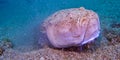 Stargazer, Cabo Cope Puntas del Canegre Regional Park, Spain