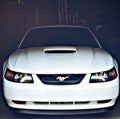 Starin Stang Royalty Free Stock Photo