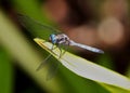 The Big Blue Eyes of a Blue Dragonfly in the Sunshine Royalty Free Stock Photo