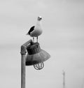 Staring bird on the light pole