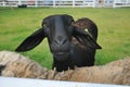 Staring Black sheep Royalty Free Stock Photo