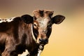 Staring brown cow portrait Royalty Free Stock Photo