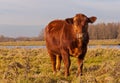 Staring brown Galloway bull Royalty Free Stock Photo