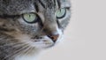 Staring Cat Royalty Free Stock Photo