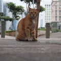 Staring cat, focus! Royalty Free Stock Photo