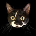 Staring cat head with big eyes and triangular style Royalty Free Stock Photo