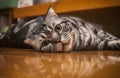 A staring cat lying on floor Royalty Free Stock Photo