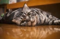 A staring cat lying on floor