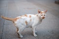 Staring cat ready to attack Royalty Free Stock Photo