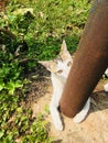 Staring cat Royalty Free Stock Photo