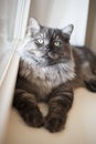 Staring cat Royalty Free Stock Photo