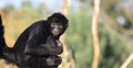 Staring Colombian Spider Monkey Royalty Free Stock Photo