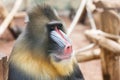 Staring colourfull ape Royalty Free Stock Photo