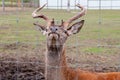 staring deer against the iron fence