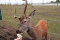 staring deer against the iron fence