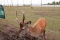 staring deer against the iron fence