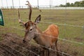 staring deer against the iron fence