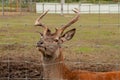 staring deer against the iron fence