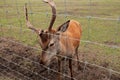 staring deer against the iron fence