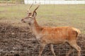 staring deer against the iron fence