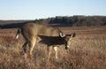 Staring deer in the meadow