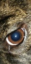 Staring dog eye ! Royalty Free Stock Photo