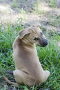 Staring Dog on the grass Royalty Free Stock Photo