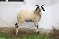 A staring domestic sheep with vibrant shiny eyes. This herbivore animal is soft in nature and grazes all day long