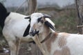 A staring domestic sheep with vibrant shiny eyes. This herbivore animal is soft in nature and grazes all day long