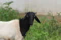 A staring domestic sheep with vibrant shiny eyes. This herbivore animal is soft in nature and grazes all day long