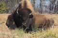 Staring down a North American Bison Royalty Free Stock Photo