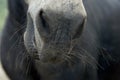 Staring down the nose of a horse with whiskers. Royalty Free Stock Photo