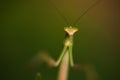 Staring eyes of a praying mantis Royalty Free Stock Photo