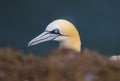 Staring gannet misses nothing