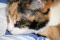 Staring glare calico cat female close up on face cute feline dark