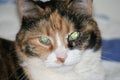 Staring glare calico cat female close up on face cute feline dark